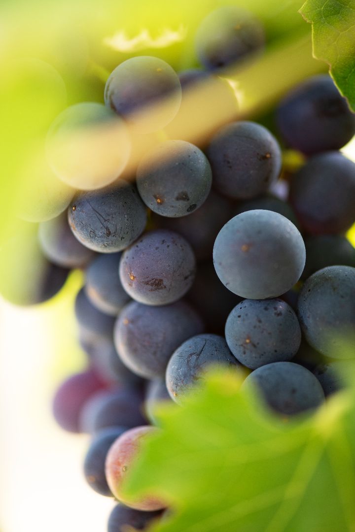 Nutrition for men’s skin health