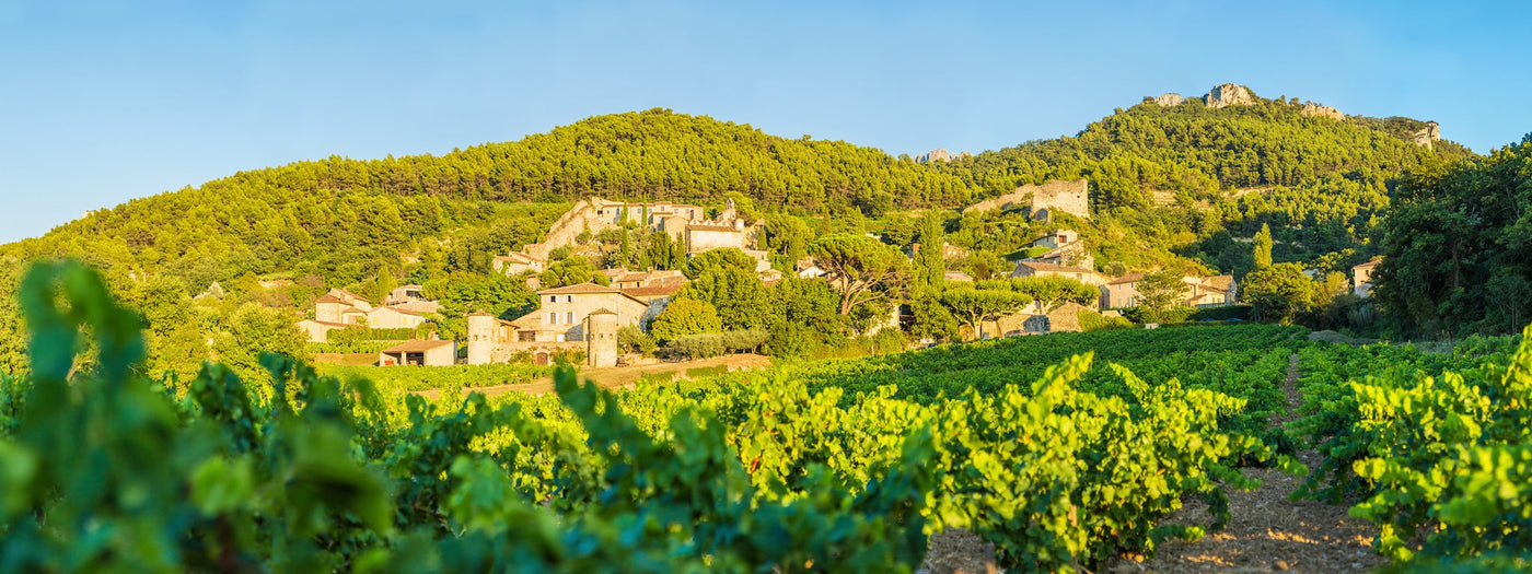 Vine-based luxury skincare: when Provençal terroir meets scientific innovation