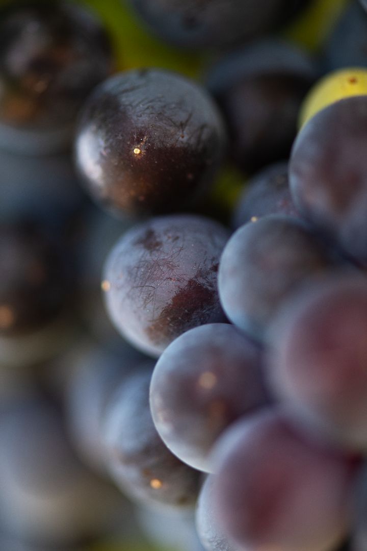 How to incorporate grape water into your daily routine