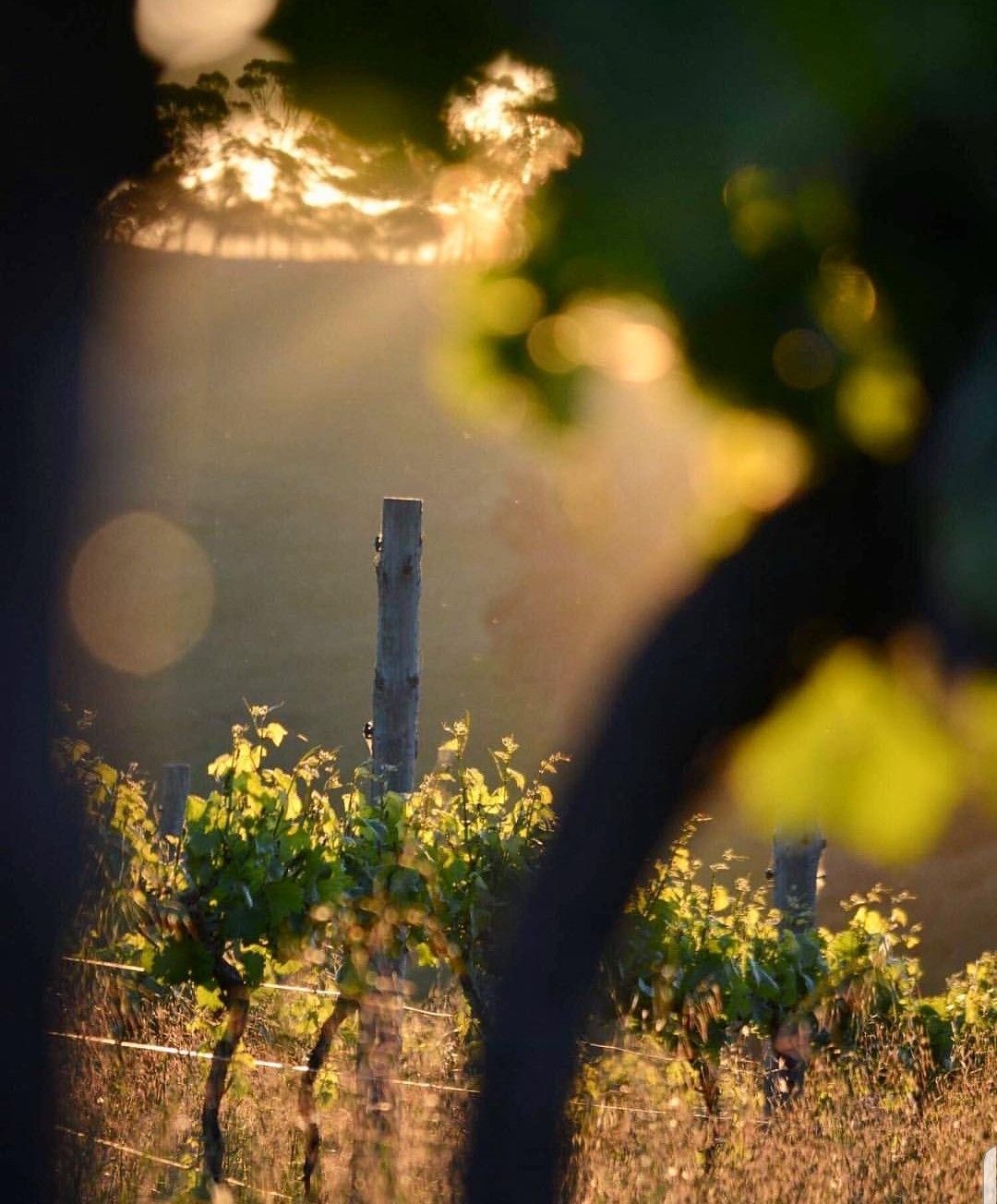Beau Domaine by Brad Pitt & Famille Perrin