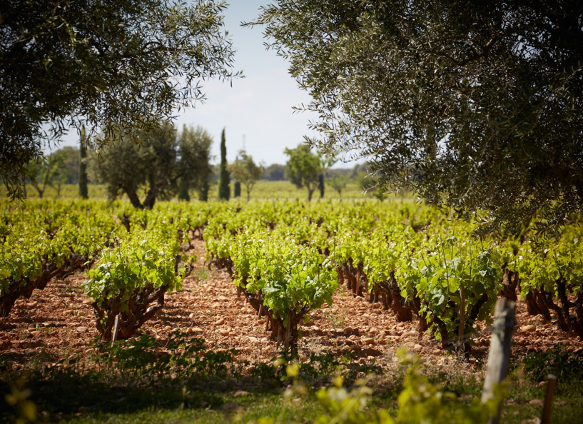 Beau Domaine by Brad Pitt & Famille Perrin