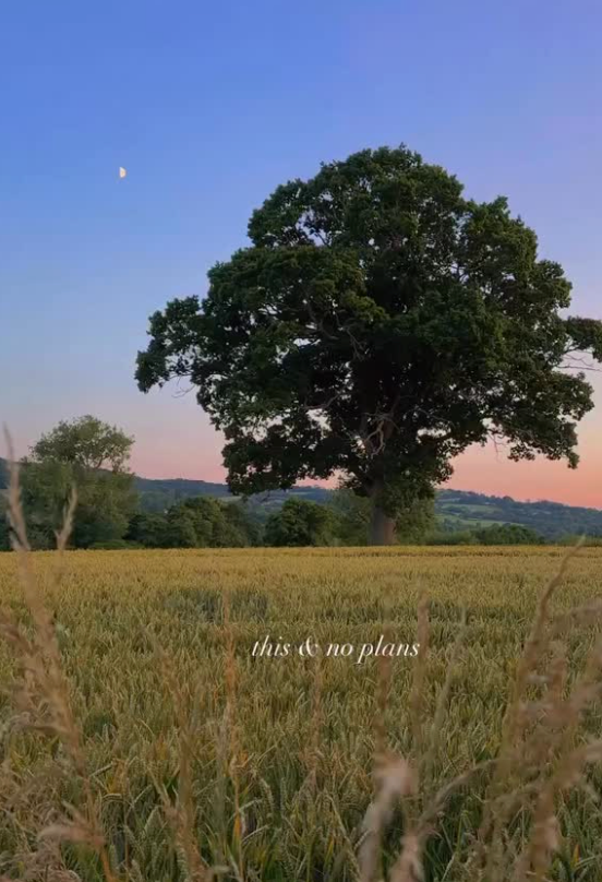 Tree in a field with 'this & no plans' text on a clear sky background