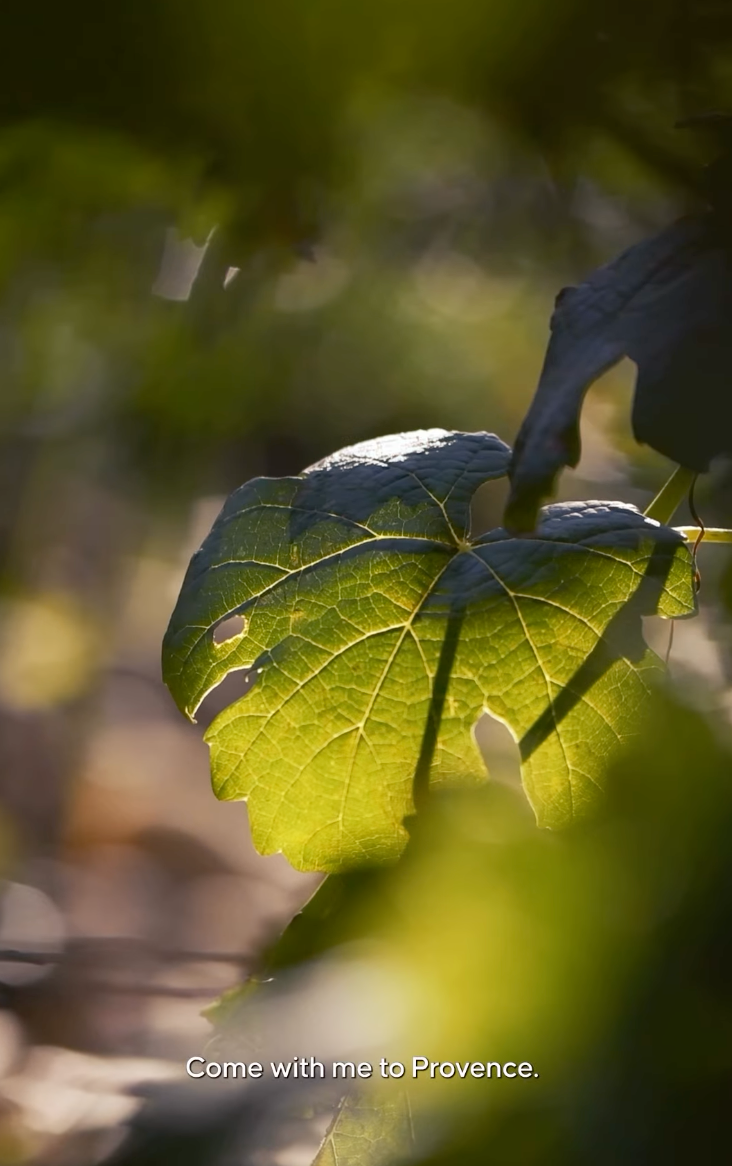 Beau Domaine by Brad Pitt & Famille Perrin