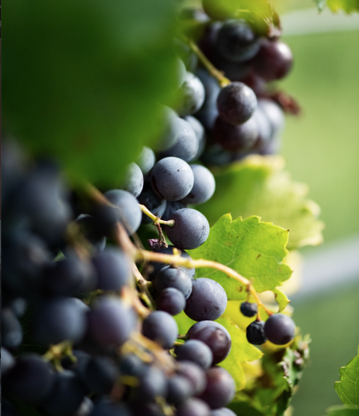 Beau Domaine by Brad Pitt & Famille Perrin