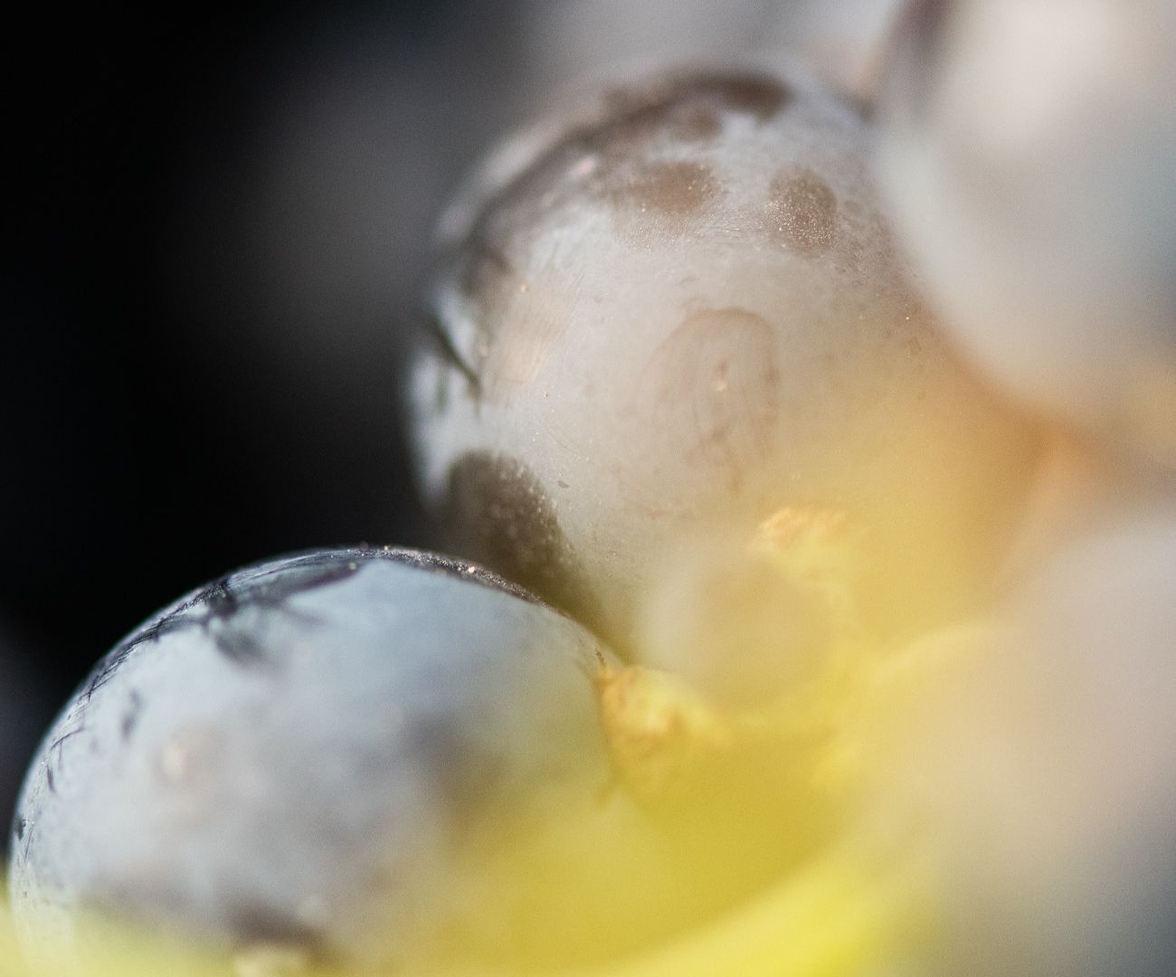 Beau Domaine by Brad Pitt & Famille Perrin