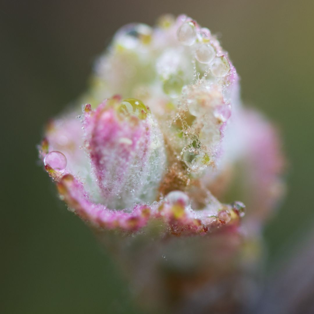 Beau Domaine by Brad Pitt & Famille Perrin