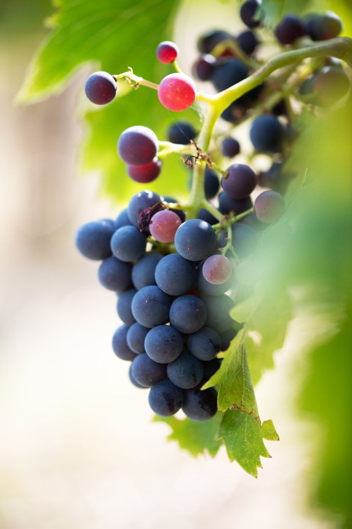 Beau Domaine by Brad Pitt & Famille Perrin