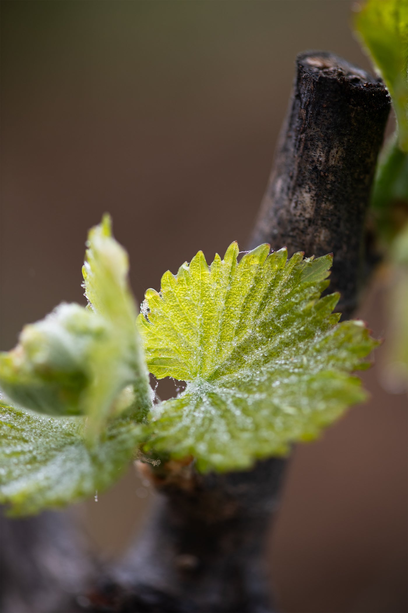 Beau Domaine by Brad Pitt & Famille Perrin