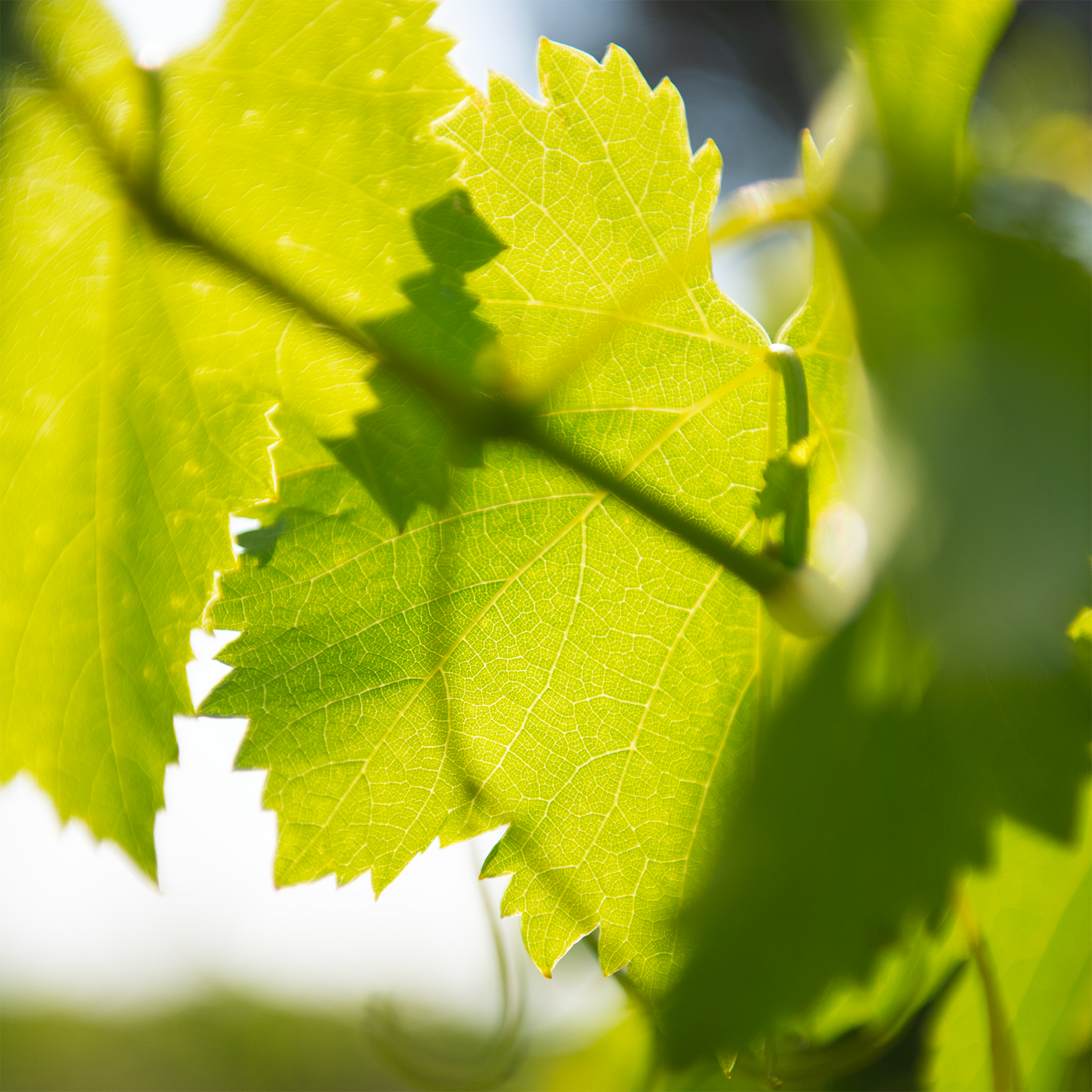 Beau Domaine by Brad Pitt & Famille Perrin