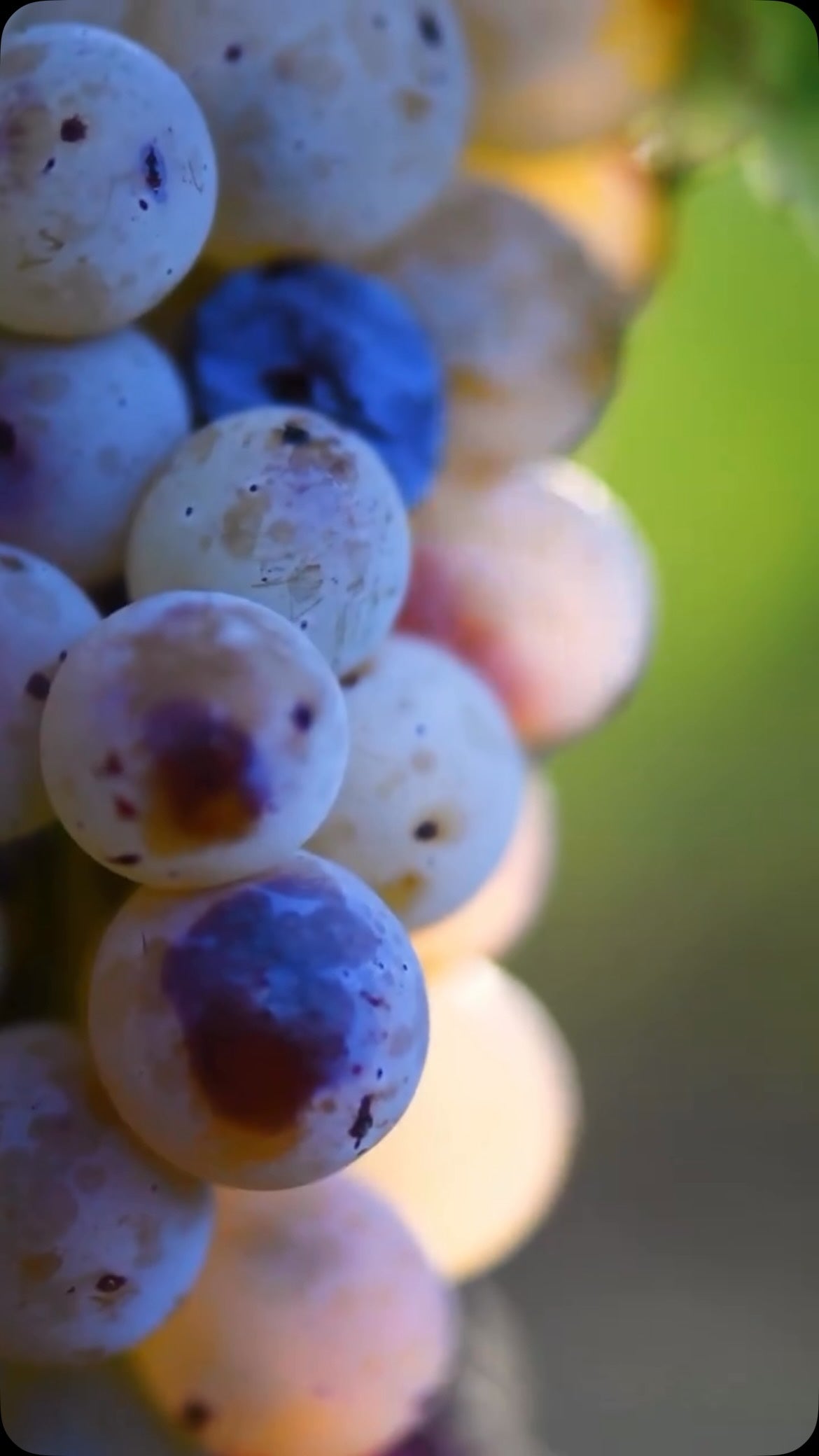 Beau Domaine by Brad Pitt & Famille Perrin