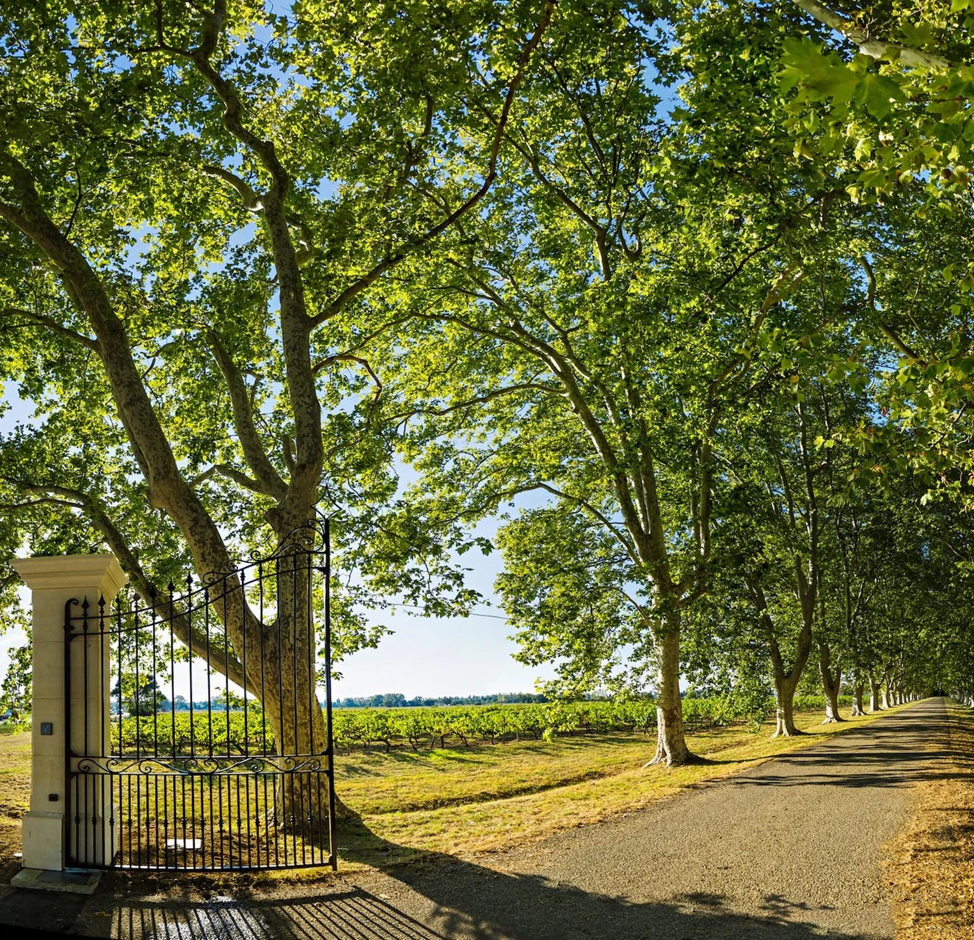 Beau Domaine by Brad Pitt & Famille Perrin