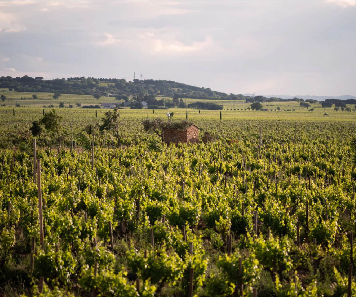 Beau Domaine by Brad Pitt & Famille Perrin
