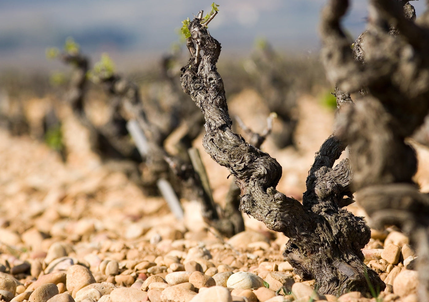 Beau Domaine by Brad Pitt & Famille Perrin